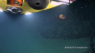 🔥 The Gulper Eel hunting for prey in the deep sea