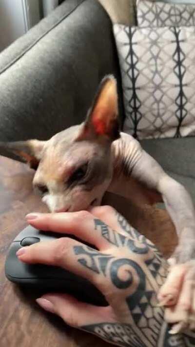 Chicken hates WFH. 🥺👉🏻👈🏻