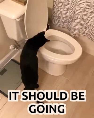 When you adopt a cat from the other hemisphere