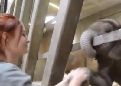 Baby Dumbo Gets All The Skritches!