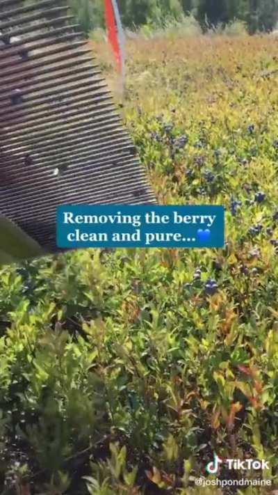 Rake for harvesting blueberries