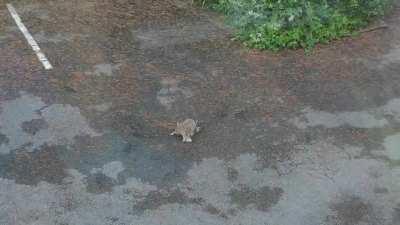 Werde seit einem halben Jahr von Hasen besucht. Heute hatte die Hasenmutti zum ersten mal die Kinder dabei