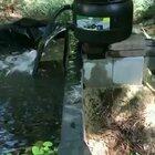 Hittoad disposes of unwanted prey