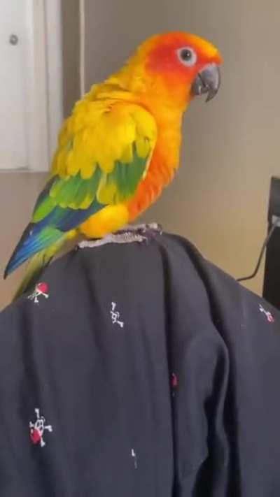 My birb vibin to anime op