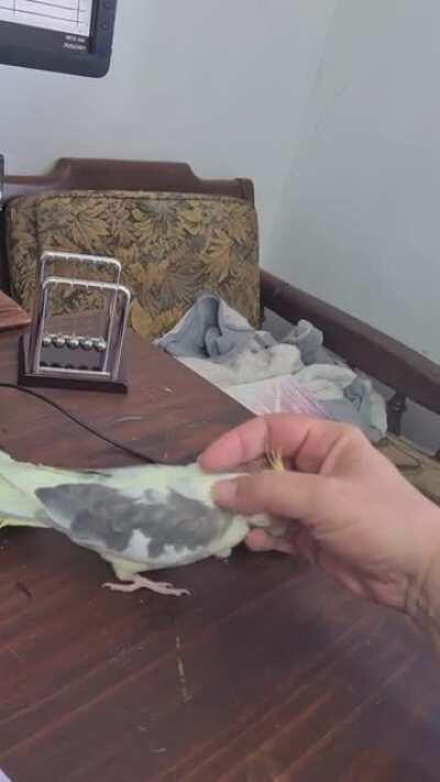 Not work time, scratches time!