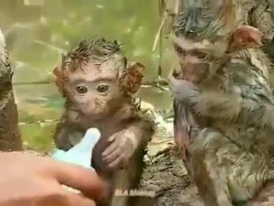 Two small monkeys affected by floods, hugging and caring for each other. Grateful for someone offering them milk