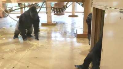 Cheeky Gorilla pulls off a flawless prank
