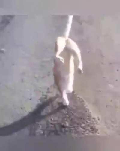 Kitty is Serious About Business