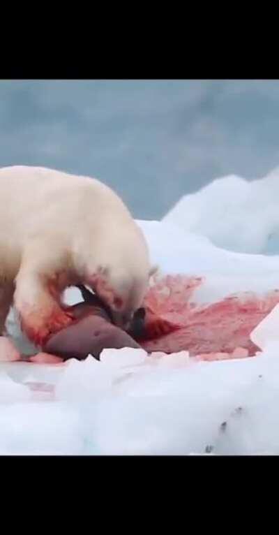 In case you're wondering why Polar Bears are considered the most Alpha of predators, this is why Polar Bears are considered the most Alpha of predators