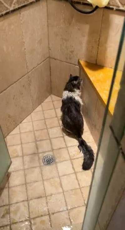 Started the shower, came back to find this