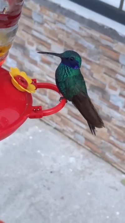 He was so close to landing on my finger!