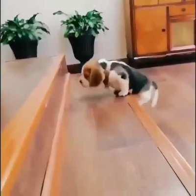 Big Steps are not a problem for this little guy, ok maybe a bit of an adorable issue..