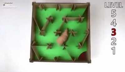 This hamster has accomplished more than I have gotten up to all day