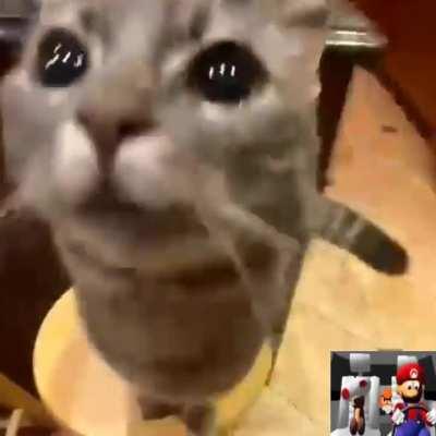 Cats on the Moon [V2 Mix]