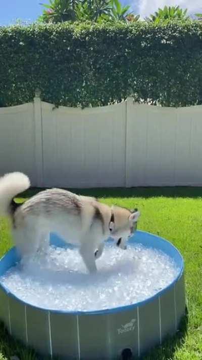 Husky and ice ❤🧊