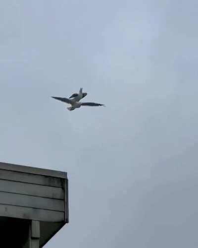 This seagull riding on another seagull