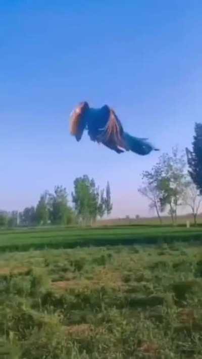 🔥 This gliding peacock.