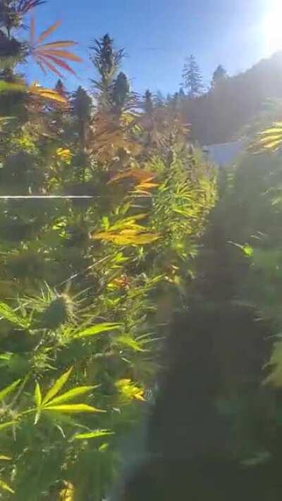 Just a little portion of our small 28 acre licensed farm.