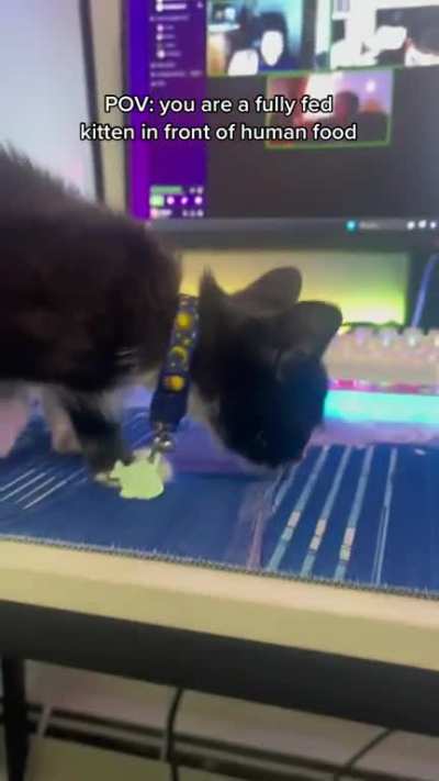 POV: you are a fully fed kitten in front of human food {TikTok: mr.buggerton)