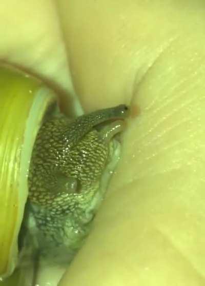 a small friend nibbling my thumb for some reason