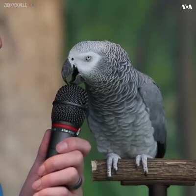 Классный птиц