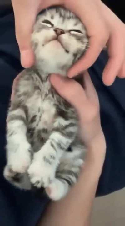 This cats adorable twitching feet when he gets head rubs. He's in the pleasure zone!