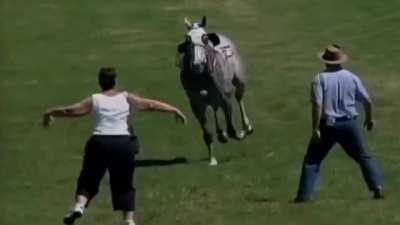 Blocking a horse