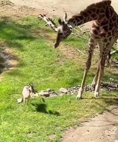 A giraffe helped a gazelle that couldn't get a branch off its horns