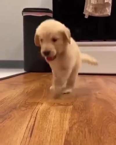 No one wanted to adopt him so I took him home