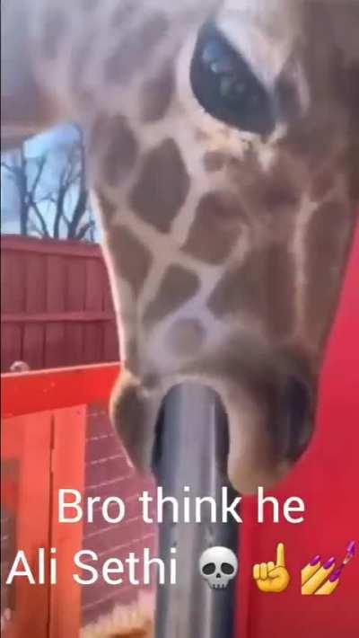 Is this the Islamic Republic of Pakistan?