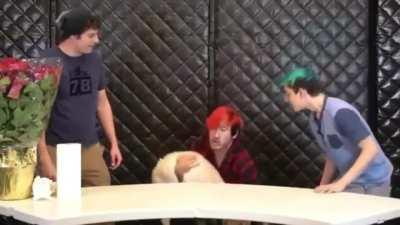 Markiplier and his dog