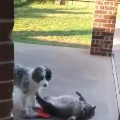 Lou bullying Harvey for being a chonker