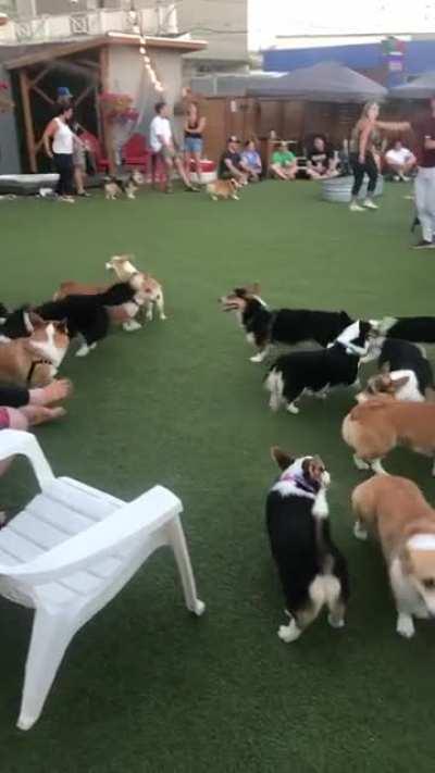 A corgi meetup is chaotic cuteness