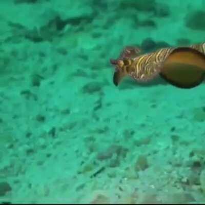 Sorry floppa😔🤬, its Flatworm Friday now😎😎