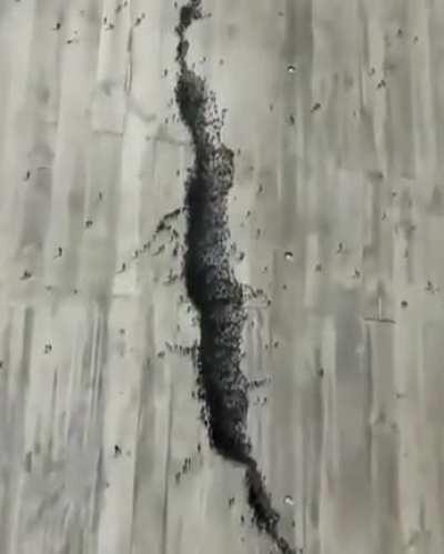 This is a piece of art called “Social Distancing”