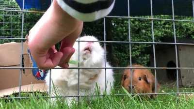 Piggies eating leaves