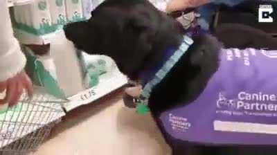 Service dog helps his owner in daily tasks