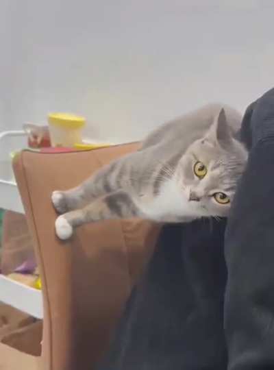 Cats owners have no personal space😂