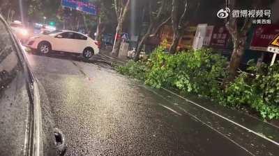 Idiot vs fallen tree