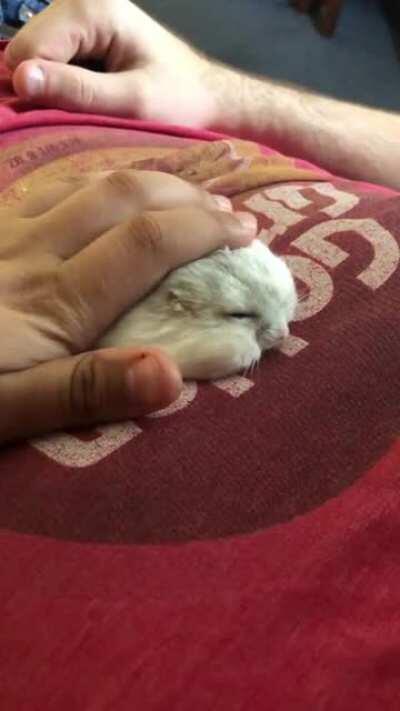 Chubby’s first thanksgiving. Where after he had some turkey, he pancaked, already in a food coma. Happy thanksgiving!