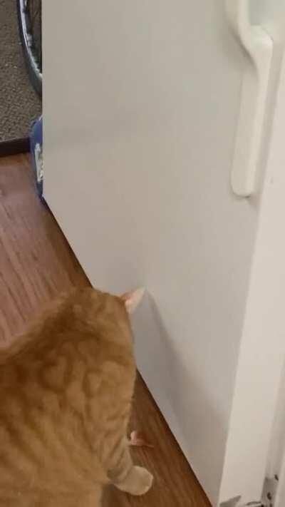 He likes to knock the cat butt magnets off of the fridge whenever I’m in the kitchen. I thought they were placed high enough & were safe. I was wrong.