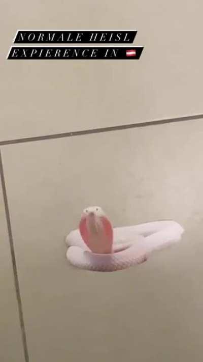 net moi am heisl host dei ruah!