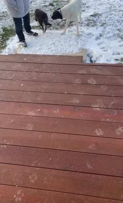 My boy Ozzy, trying to show my sister’s foster pup how to climb stairs!