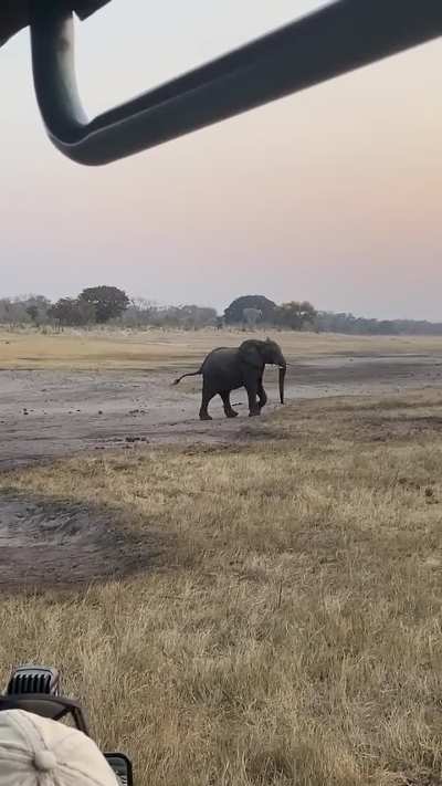 Honey Badger charges at Elephant resulting in a fight between the animals