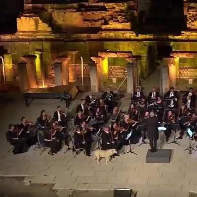 Good boy enjoys Orchestra performing