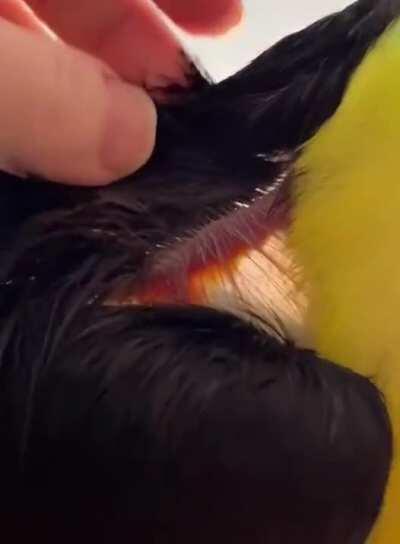 This transparent toucan neck