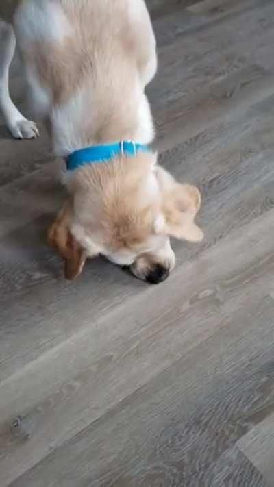 One of the most challenging things to retrieve is a flat item from a flat surface. Roger has been practicing with a credit card!