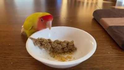 Lovebird comes to love millet