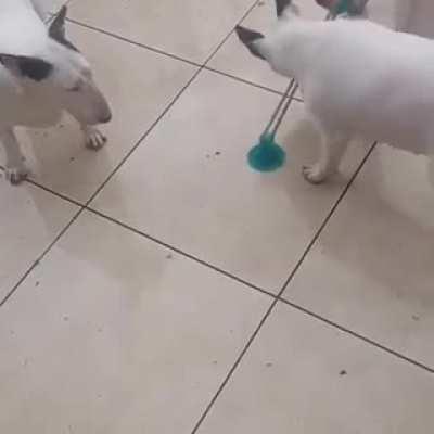 To get the best dog toy