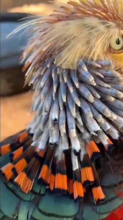 Male Red Golden Pheasant undergo one of the striking transformation every year as they molt their cape and regrow a new one